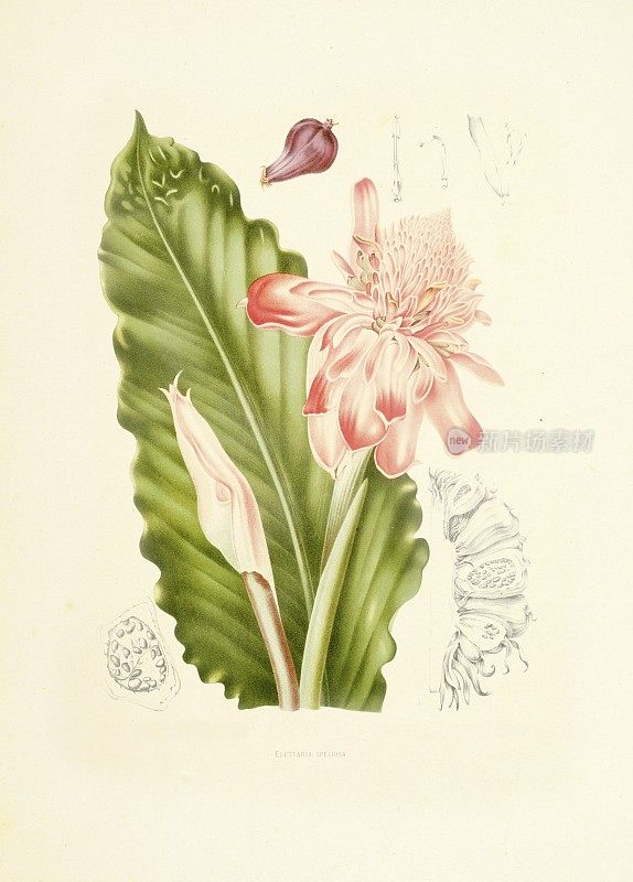 火炬姜|古董植物插图